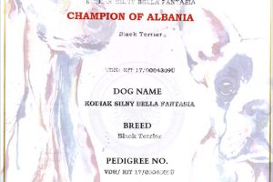 KODI Ch of Albania